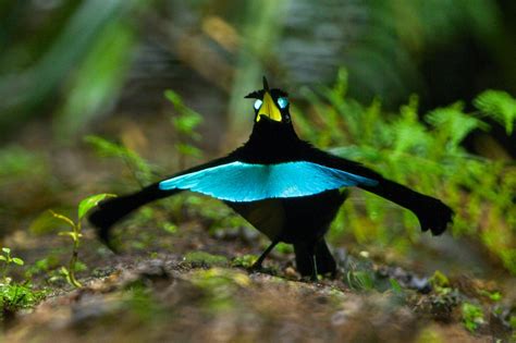 天堂鳥 鳥類